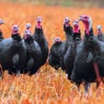 what is a group of turkeys called