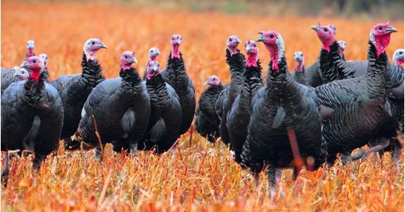 what is a group of turkeys called